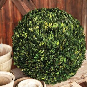 Boxwood Ball 21"