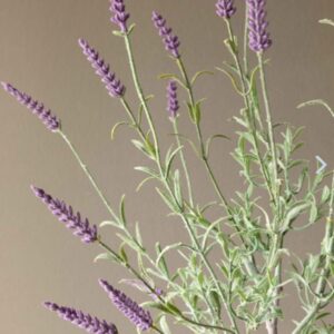 Lavender Plant