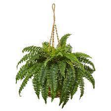 Fern