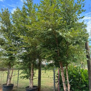 River Birch Tree