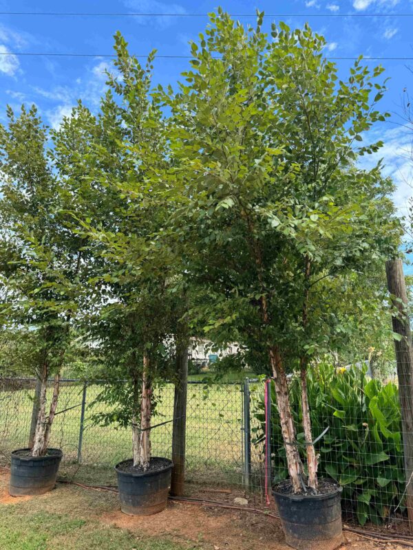 River Birch Tree